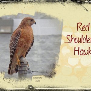 ATC 2016-17 Red Shouldered Hawk