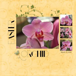 Easter Orchid