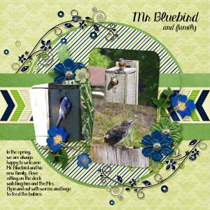 Mr Bluebird and family