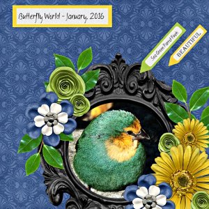 Parrot Finch
