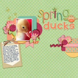 Spring Ducks