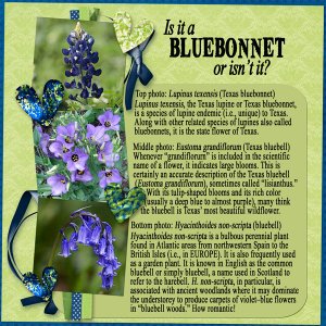 Is it a bluebonnet or isn