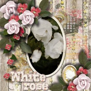 White_rose