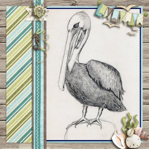 Mr. Pelecanus