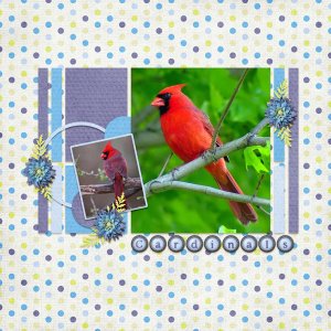 Cardinals