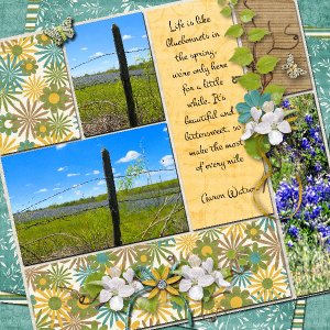 Bluebonnets
