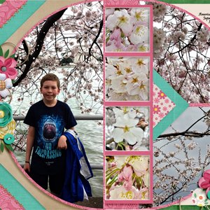 Cherry Blossoms 2016
