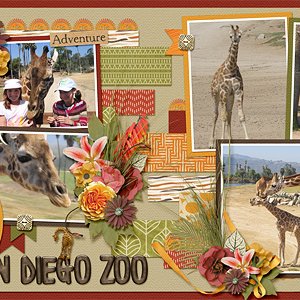 Feeding Giraffes