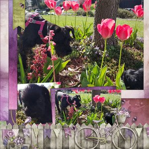 Spring in my Garden
