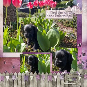 Spring in my Garden