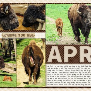 Buffalo