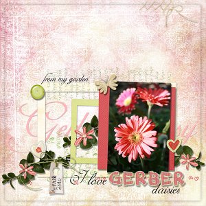 Gerber Daisies