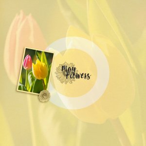 mayflowers