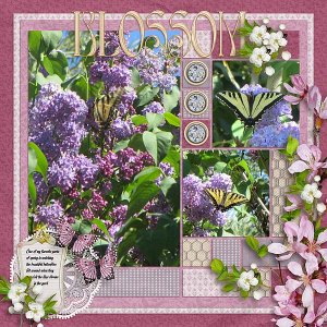 Blossom