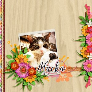 macka