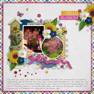 Hello Blossoms!