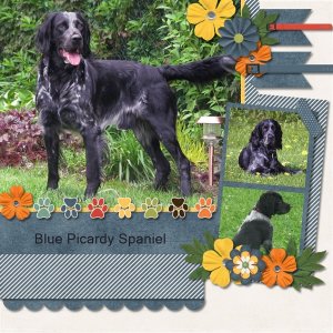 Blue Picardy Spaniel