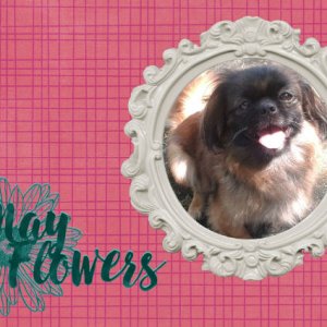 May flowers card