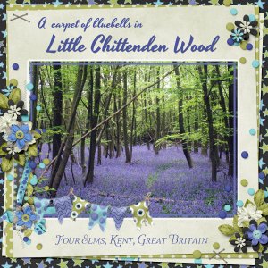 Little Chittenden Wood