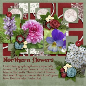 Northern_flowers