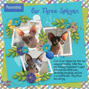 Our Three Sphynx