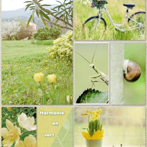 Harmonie en vert