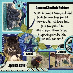German Shorthair Pointers