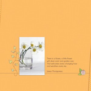 daisies