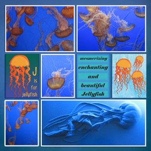 Jellyfish