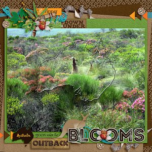 Australia Rejoices when the Outback Blooms