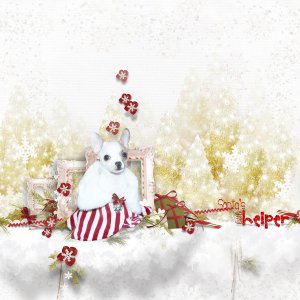 Petunia Lily, snow dog