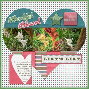 Lily's Lily
