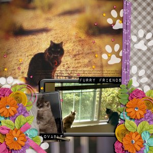 Kitties