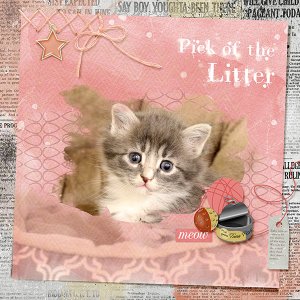 Pick of the Litter