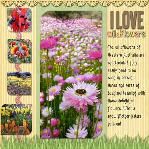 WildFlowers