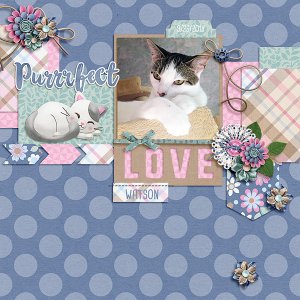 purrfect love