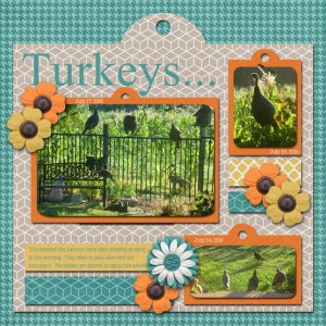 Turkeys