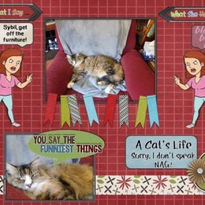 A Cat
