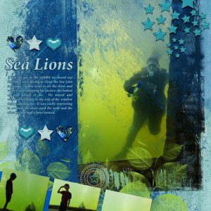 Sea Lions