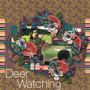 Deer Watching