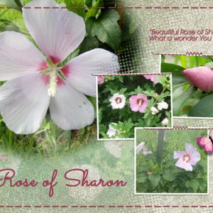 Rose of Sharon