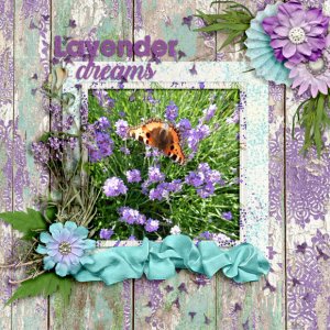 Lavender-dreams