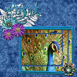 Beautiful Peacock