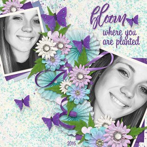 Bloom