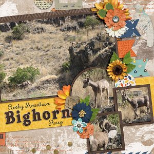 Rocky Mountain Bighorn Sheep