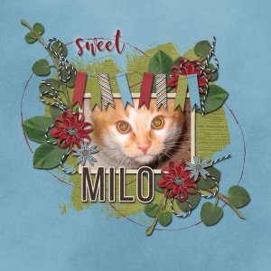 Sweet Milo