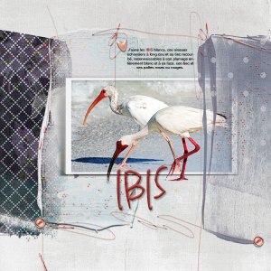 Ibis