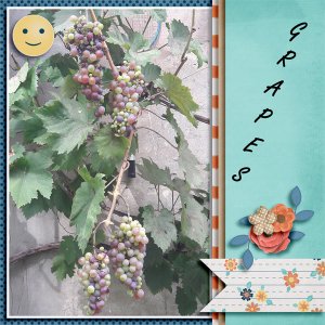 Grapes