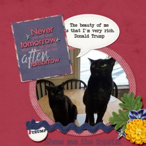 Cats