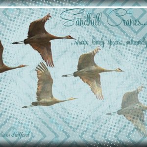 ATC 2016-51 Sandhill Cranes